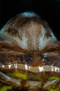 Alien (an inverted close up image of a Cardinal Fish). by Paul Colley 